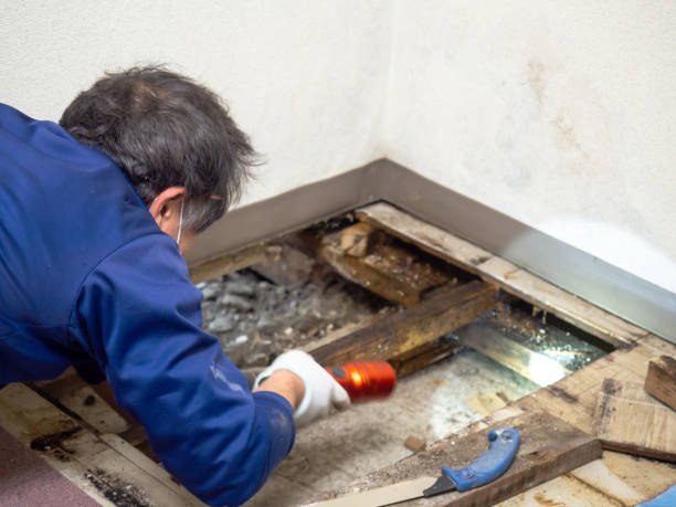Best Kitchen Mold Remediation in Carnegie, OK