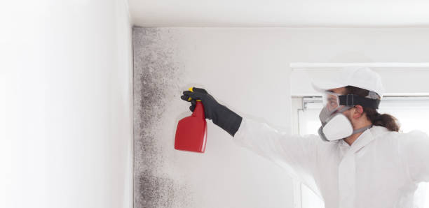 Trusted Carnegie, OK Mold Remediation Experts