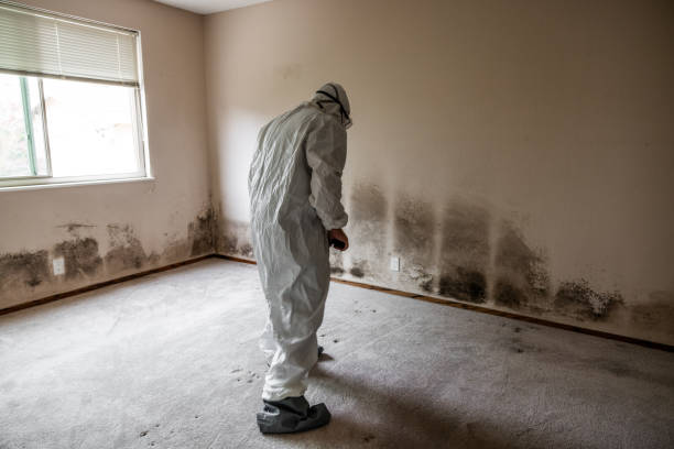 Best Black Mold Remediation in Carnegie, OK