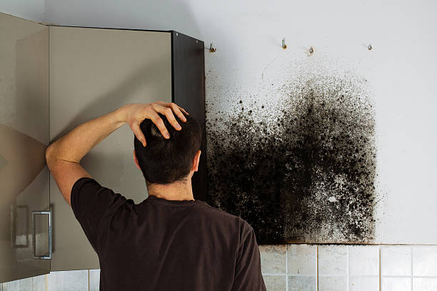 Best DIY Mold Remediation Support Services in Carnegie, OK